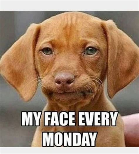 monday memes|monday meme funny positive.